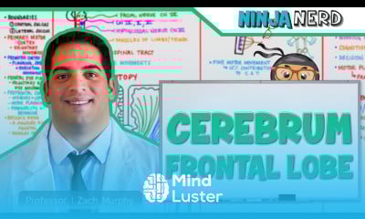 Neurology Cerebrum Frontal Lobe Anatomy Function
