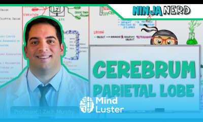 Neurology Cerebrum Parietal Lobe Anatomy Function