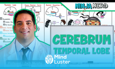 Neurology Cerebrum Temporal Lobe Anatomy Function