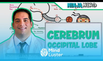 Neurology Cerebrum Occipital Lobe Anatomy Function