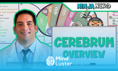 Neurology Cerebral Cortex Anatomy Function Overview