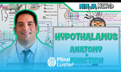 Neurology Hypothalamus Anatomy Function