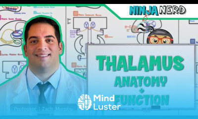 Neurology Thalamus Anatomy Function