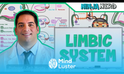 Neurology Limbic System Anatomy Function