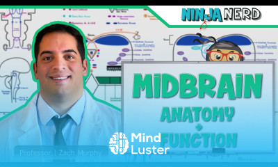 Neurology Midbrain Anatomy Function