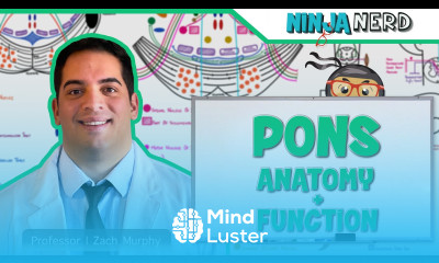 Neurology Pons Anatomy Function