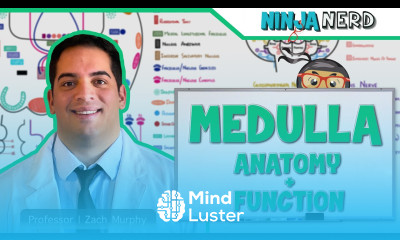 Neurology Medulla Anatomy Function
