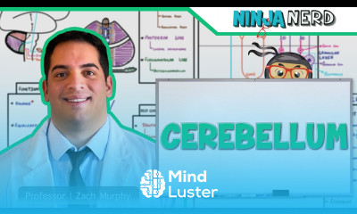 Neurology Cerebellum Anatomy Function