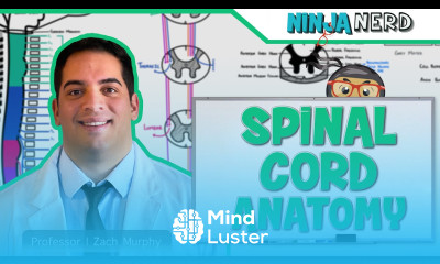 Neurology Gross Anatomy of the Spinal Cord and Spinal Nerves
