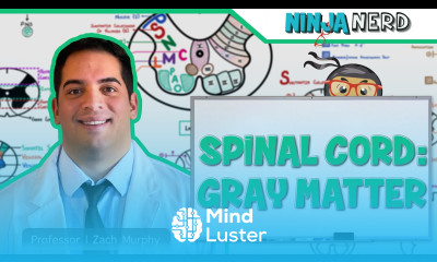 Neurology Spinal Cord Gray Matter Structure Function