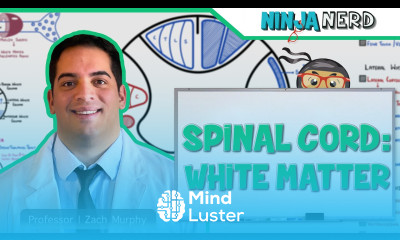 Neurology Spinal Cord White Matter Structure Function