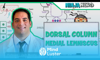 Ascending Tracts Dorsal Column Medial Lemniscus Pathway