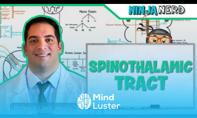 Ascending Tracts Spinothalamic Tract