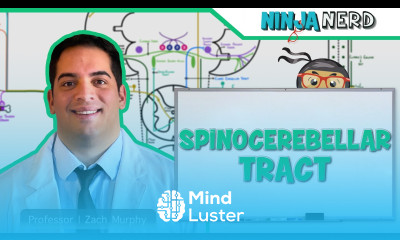 Ascending Tracts Spinocerebellar Tract