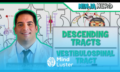 Neurology Descending Tracts Vestibulospinal Tract