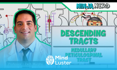Neurology Descending Tracts Medullary Reticulospinal Tract