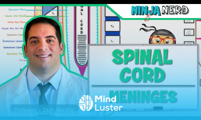 Neurology Spinal Cord Meninges