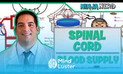 Neurology Spinal Cord Blood Supply