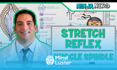 Neurology Spinal Cord Stretch Reflex Muscle Spindle