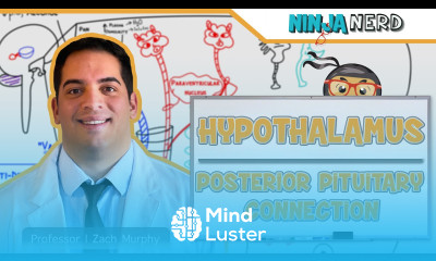 Endocrinology Hypothalamus Posterior Pituitary Connection