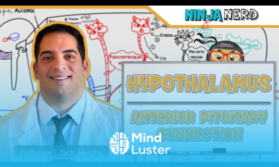 Endocrinology Hypothalamus Anterior Pituitary Connection