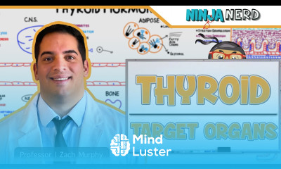 Endocrinology Target Organs of the Thyroid