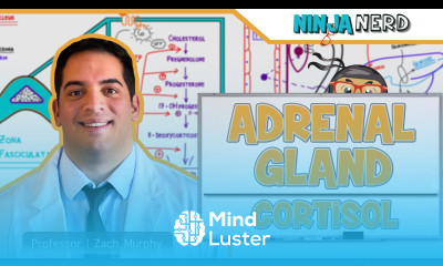 Endocrinology Adrenal Gland Cortisol