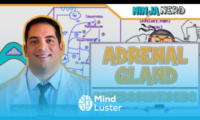 Endocrinology Adrenal Gland Gonadocorticoids