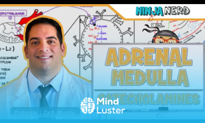 Endocrinology Adrenal Medulla Catecholamines