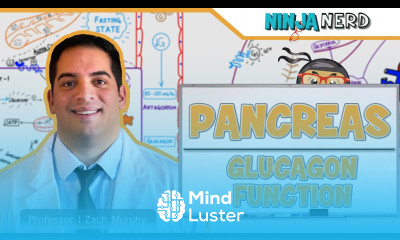 Endocrinology Pancreas Glucagon Function