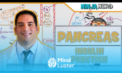 Endocrinology Pancreas Insulin Function