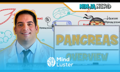 Endocrinology Pancreas Overview