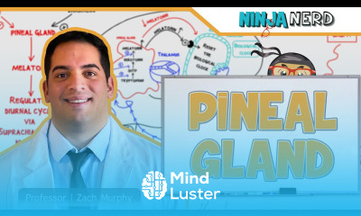 Endocrinology Pineal Gland