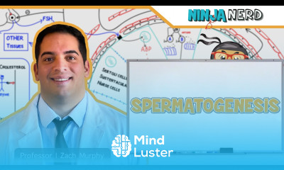 Male Reproductive System Spermatogenesis