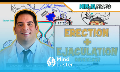 Male Reproductive System Erection Ejaculation