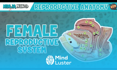 Anatomy of Female Reproductive System Model