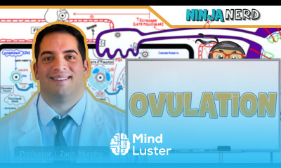 Female Reproductive Cycle Ovulation