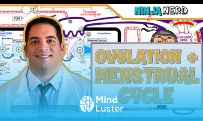 Female Reproductive Cycle Ovulation Menstrual Cycle Overview