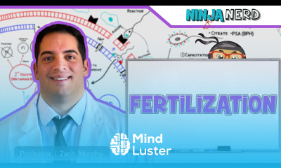 Reproductive System Fertilization