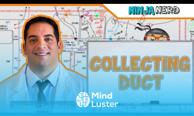 Renal The Collecting Duct