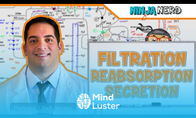 Renal Filtration Reabsorption and Secretion Overview