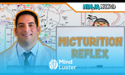 Renal Micturition Reflex