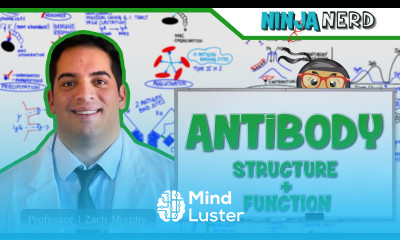 Immunology Antibody Structure Function