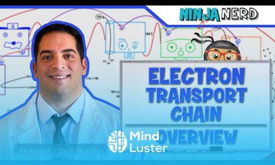 Metabolism Electron Transport Chain Overview