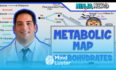 Metabolism The Metabolic Map Carbohydrates