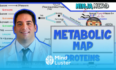 Metabolism The Metabolic Map Proteins