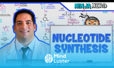 Metabolism Nucleotide Synthesis Purine Pyrimidine Synthesis