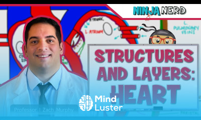 Cardiovascular Structures and Layers of the Heart