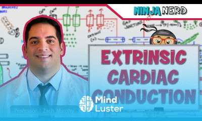 Cardiovascular Electrophysiology Extrinsic Cardiac Conduction System