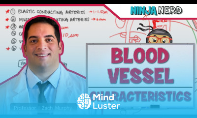 Cardiovascular Blood Vessel Characteristics